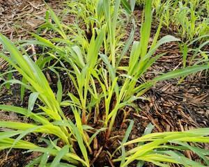 皇竹草是多年生植物吗？一年生和多年生的区别是什么？