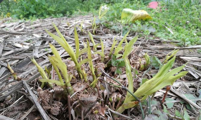 皇竹草是多年生植物吗？一年生和多年生的区别是什么？