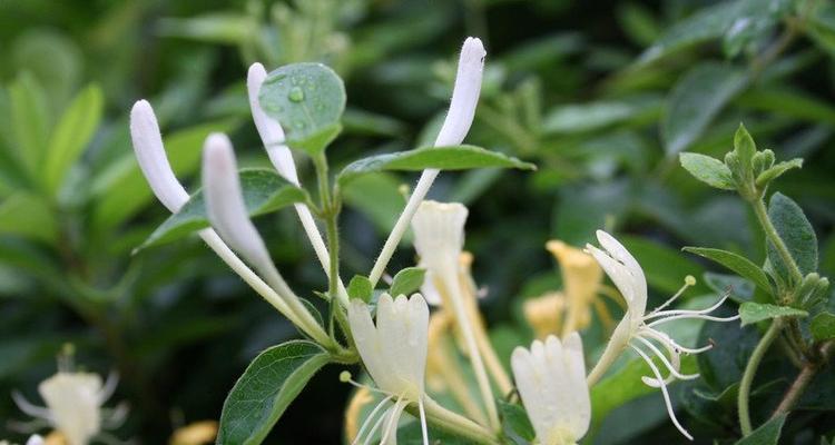 金银花的花语是什么？金银花寓意有哪些常见问题解答？