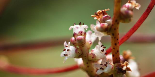 黄蝉花一年开几次花？花期通常在什么时候？