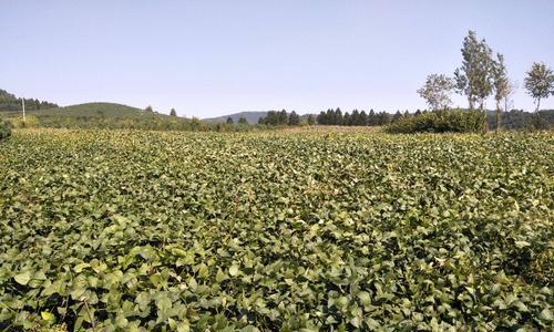 黄豆的主要产地有哪些？黄豆种植的地理条件是什么？