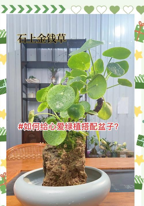 室内花盆中的花植物如何养护？