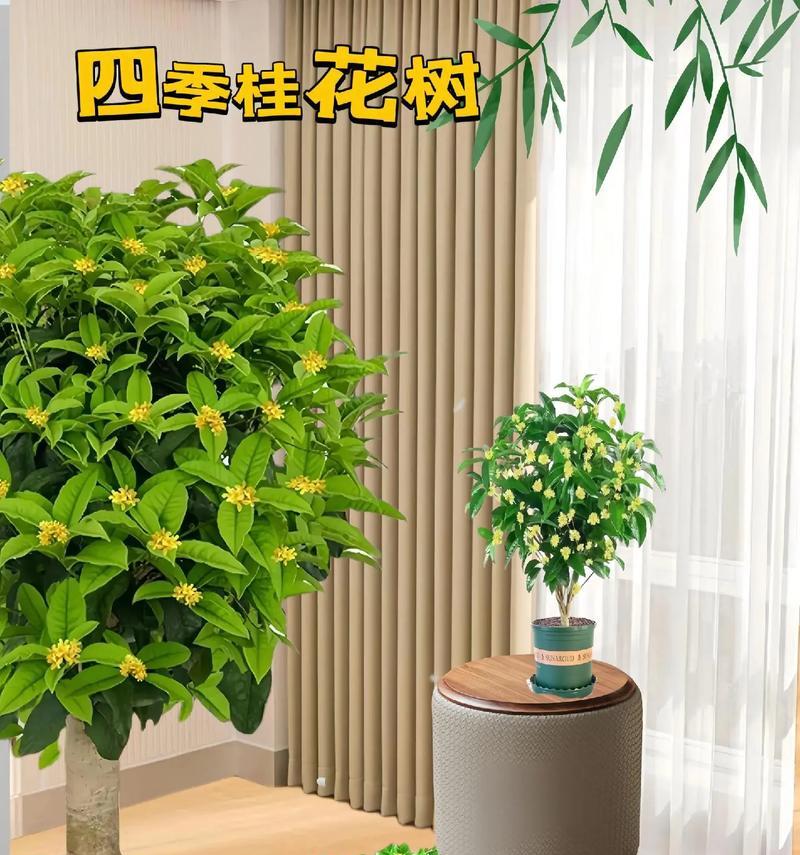 室内的植物盆栽都放什么？如何选择适合室内环境的植物？