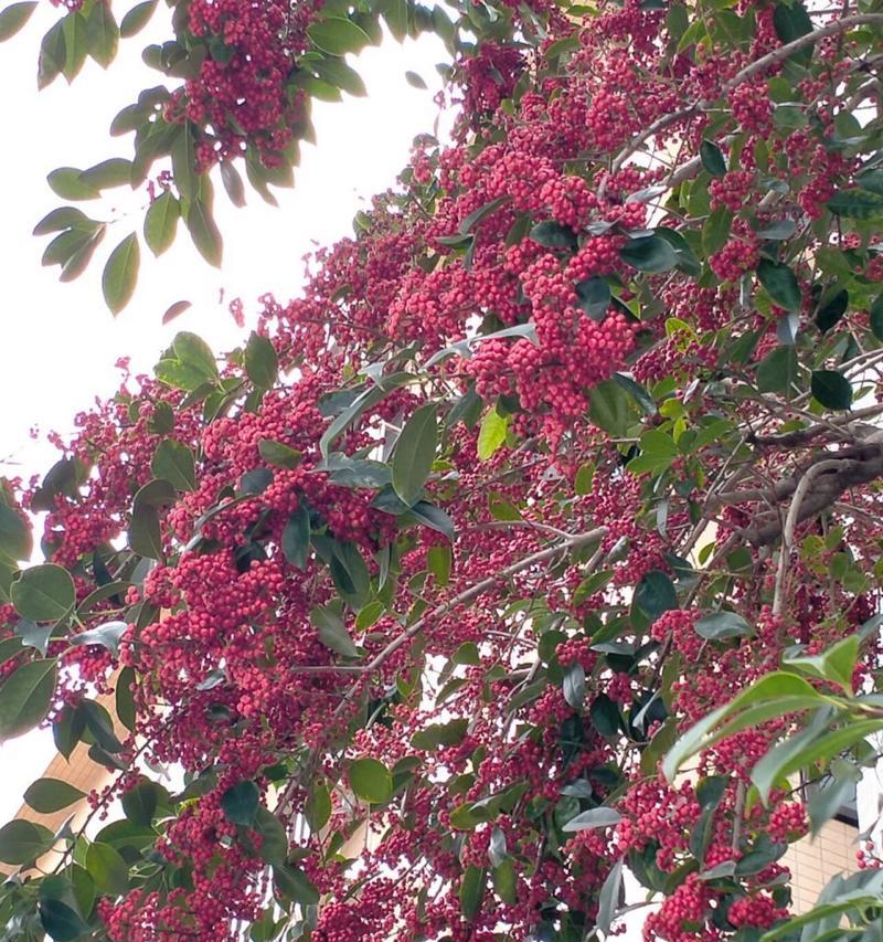 冬天哪些花卉结红果子最好？哪些植物适合冬季种植？