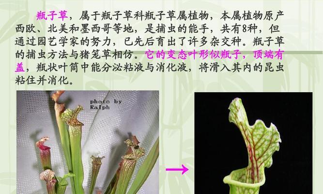 植物盖白的正确使用方法是什么？使用时应注意哪些问题？