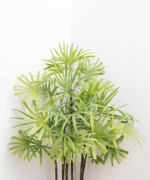 植物怎么剪能增粗？修剪植物有哪些技巧可以促进生长？