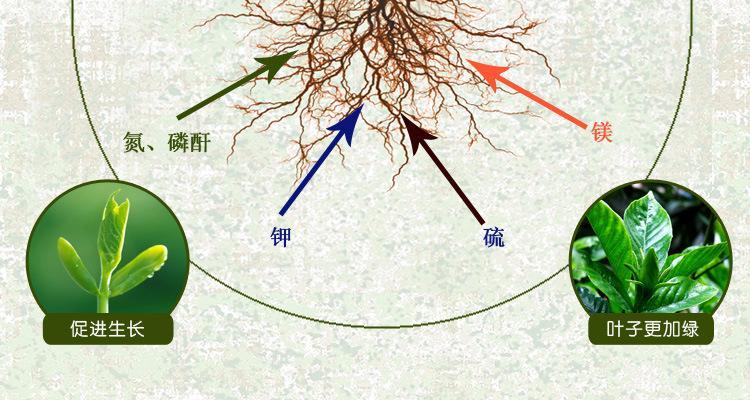 花卉叶面肥的选择有哪些？使用方法是什么？