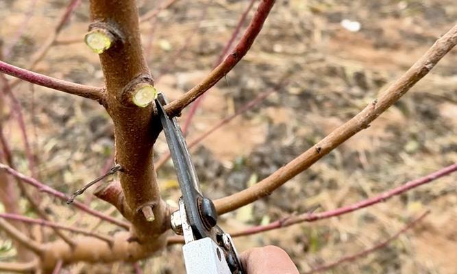 桃树嫁接后假植怎么处理？假植过程中需要注意什么？