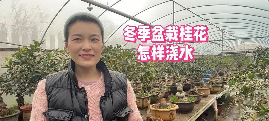 过冬盆栽花树怎么养护？冬季管理有哪些技巧？