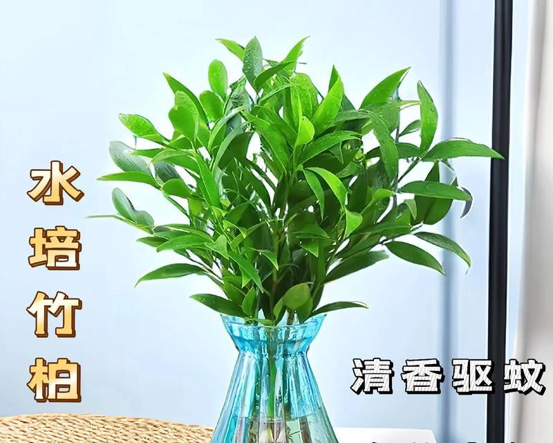 农村植物盆栽有哪些？如何选择适合的盆栽植物？