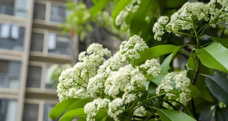 石楠盆景植物的名字有哪些？