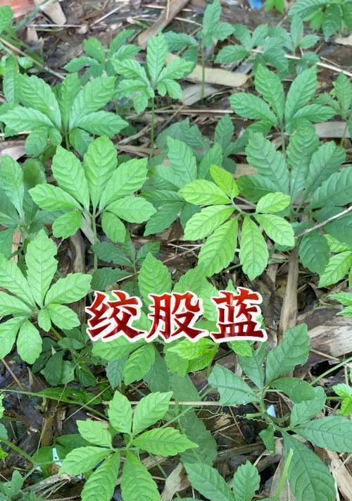 绞股蓝属于什么类型的植物？绞股蓝的特性有哪些？