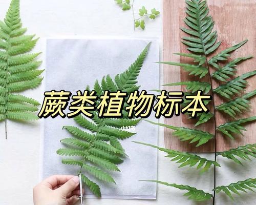 植物标本用什么书？如何制作和保存植物标本？