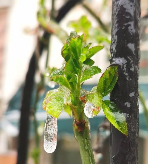 冻雨植物如何拍出好看的照片？拍照时应该注意什么？