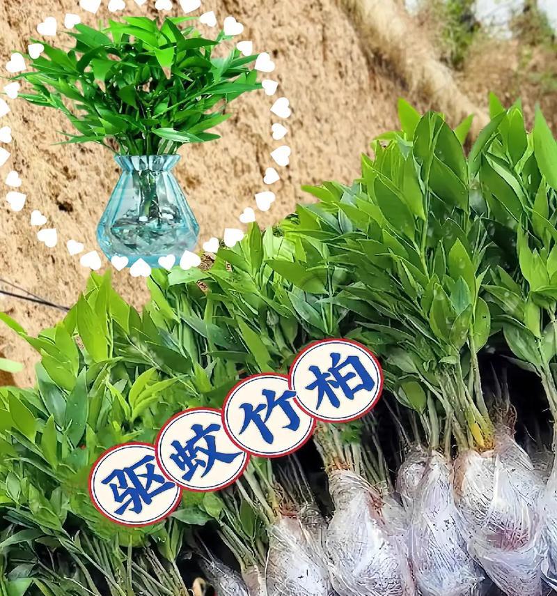 哪些绿色盆栽具有驱蚊效果？