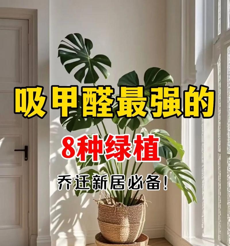 哪些植物具有吸收甲醛的能力？它们的净化效果如何？