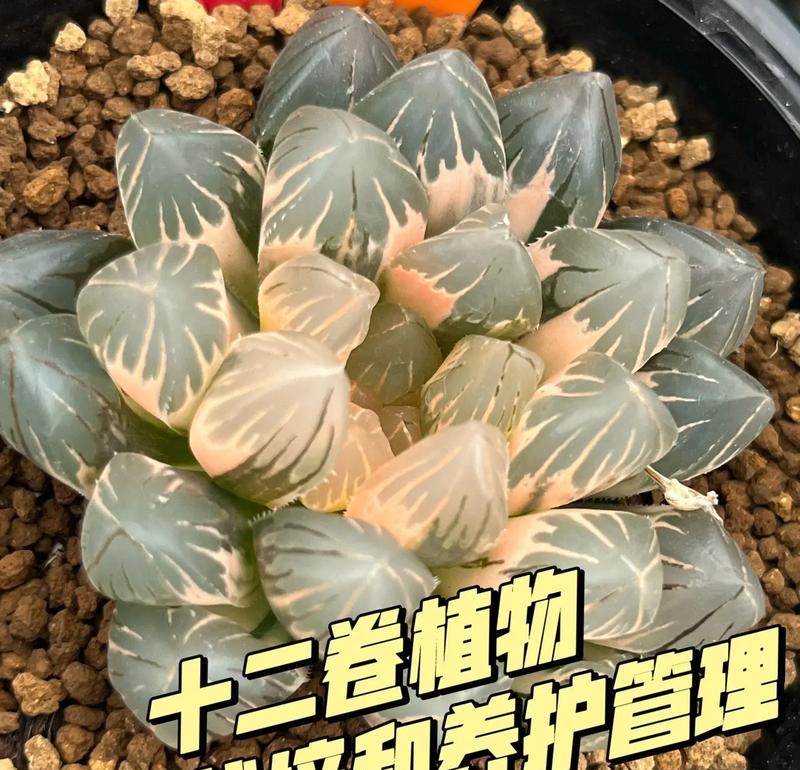 哪些多肉植物自带臭味？如何处理和养护？