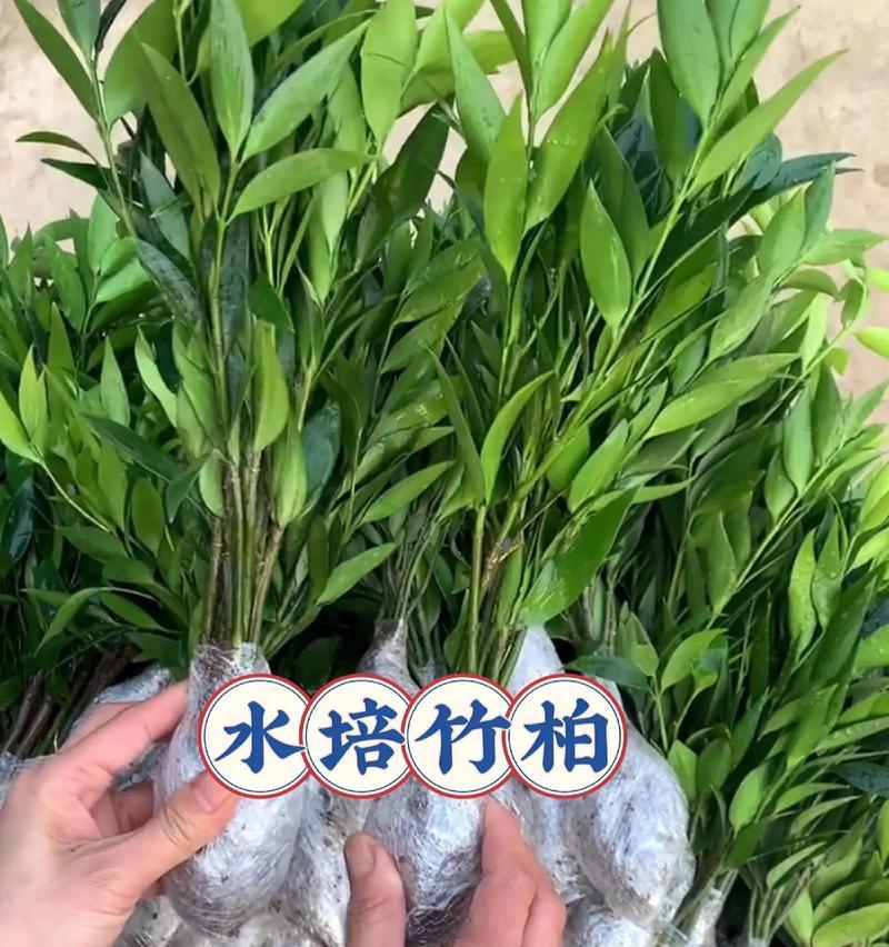 常青水底植物品种有哪些？如何养护？