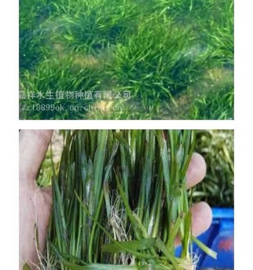 常青水底植物品种有哪些？如何养护？