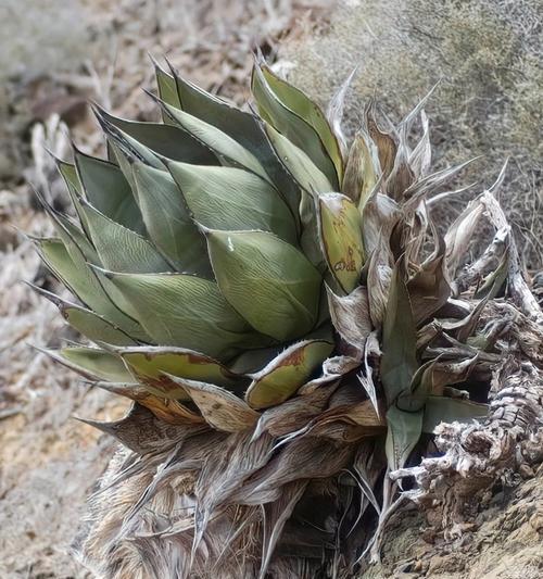 鸭舌草科植物的种类有哪些？鸭舌草科植物的特点是什么？