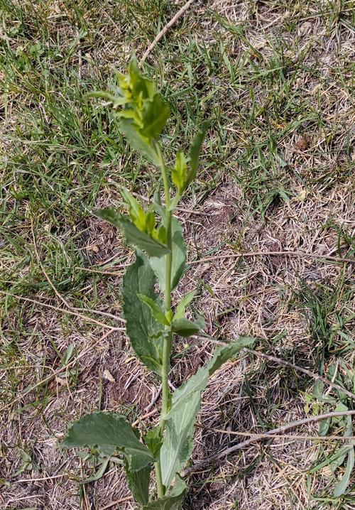 鸭舌草科植物的种类有哪些？鸭舌草科植物的特点是什么？