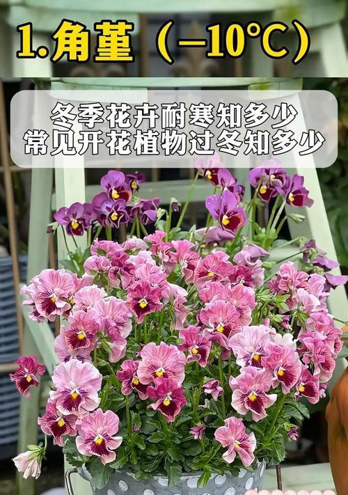 冬季零下20度能存活的花卉有哪些？它们的耐寒特性是什么？