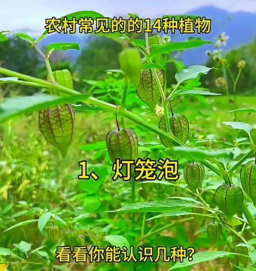 植物由哪些基本部分组成？它们各自的功能是什么？