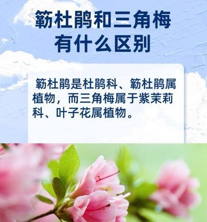 植物由哪些基本部分组成？它们各自的功能是什么？