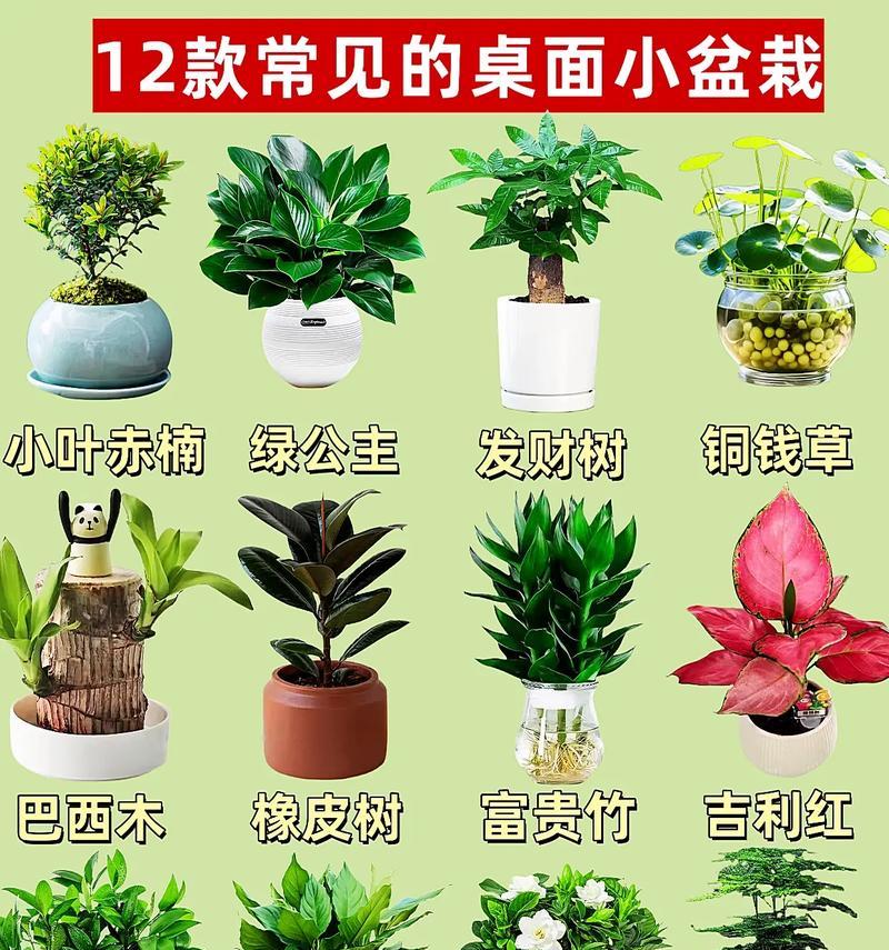 如何确定自己喜欢的盆栽植物？有哪些方法可以帮助选择个人喜好的盆栽？