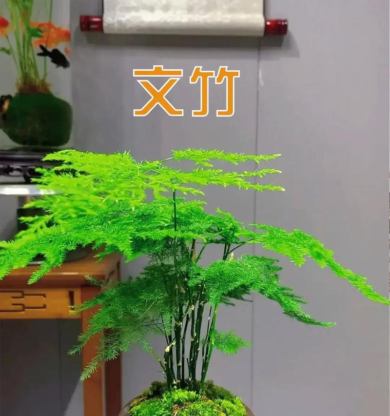 如何确定自己喜欢的盆栽植物？有哪些方法可以帮助选择个人喜好的盆栽？