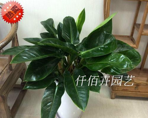 特级金砖植物有哪些？它们的特点是什么？