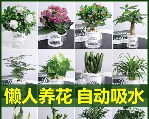 哪些植物适合室内养殖？它们有哪些好处？