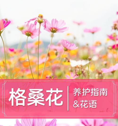 格桑花的花语有哪些？