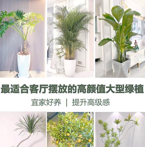 结婚时送哪种植物最为合适？