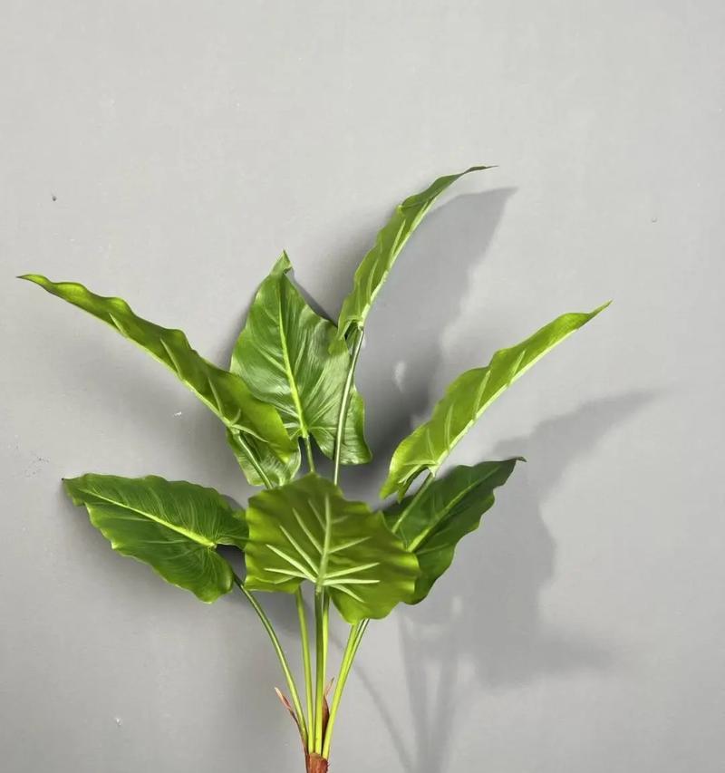 结婚时送哪种植物最为合适？