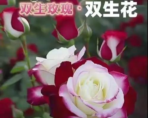 双生花的花语有哪些神秘含义？