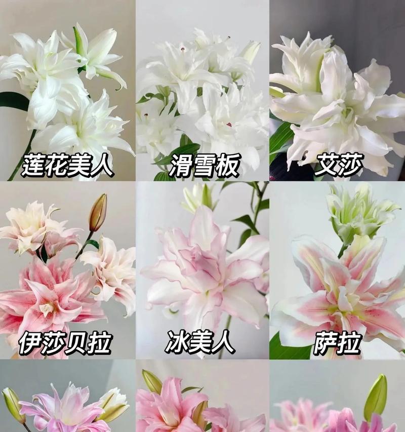 扔掉一朵百合花的含义是什么？