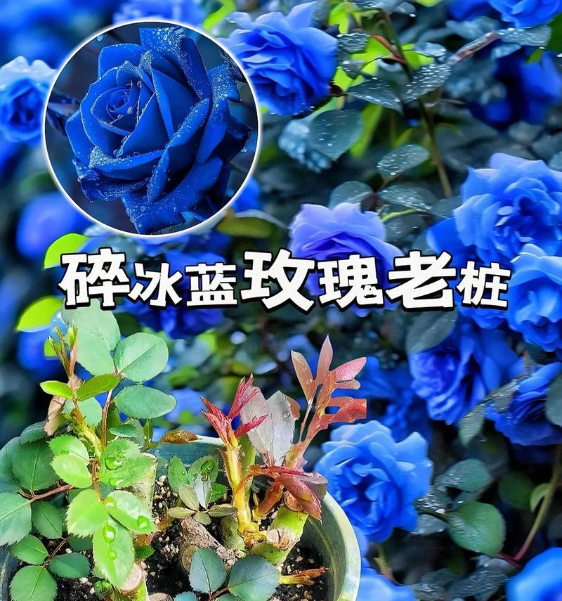 白蓝色玫瑰花的寓意是什么？