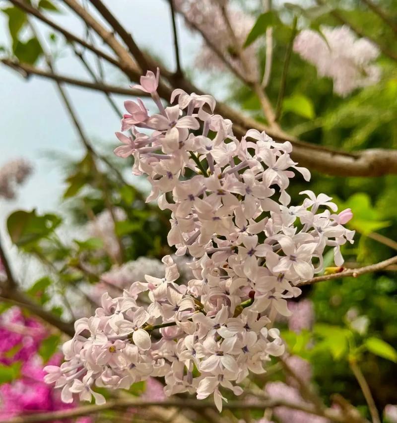 丁香花的花语代表什么？