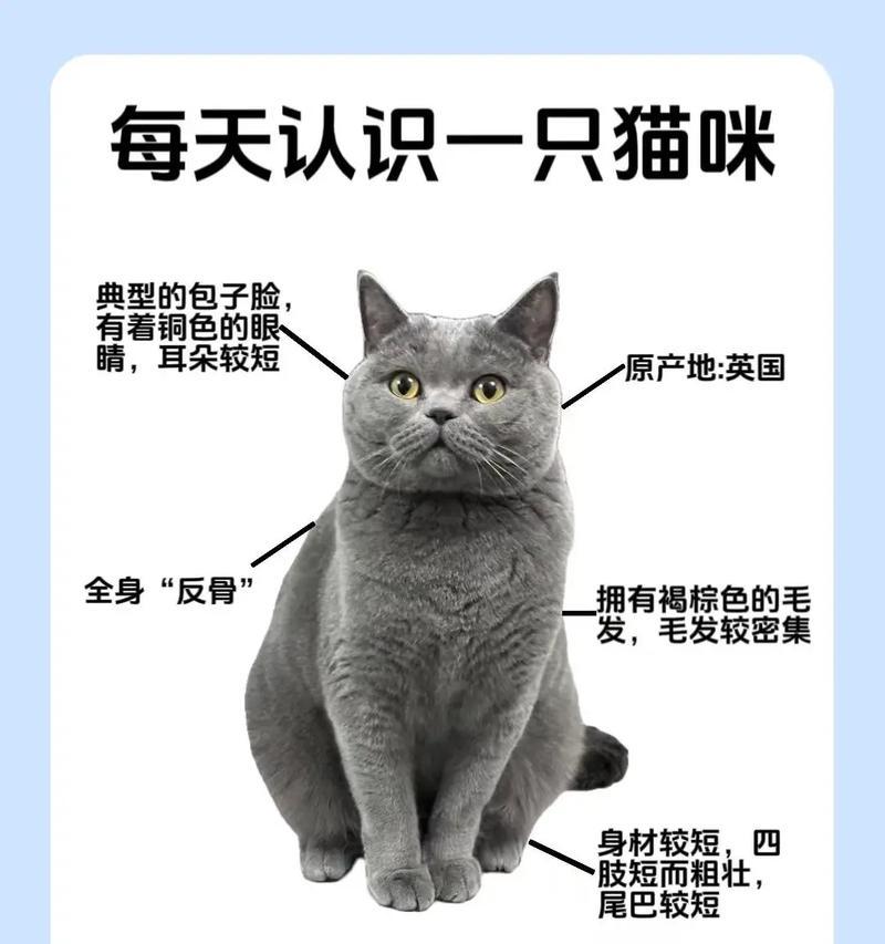 蓝猫叼着玫瑰花有何特殊含义？它在文化中象征着什么？