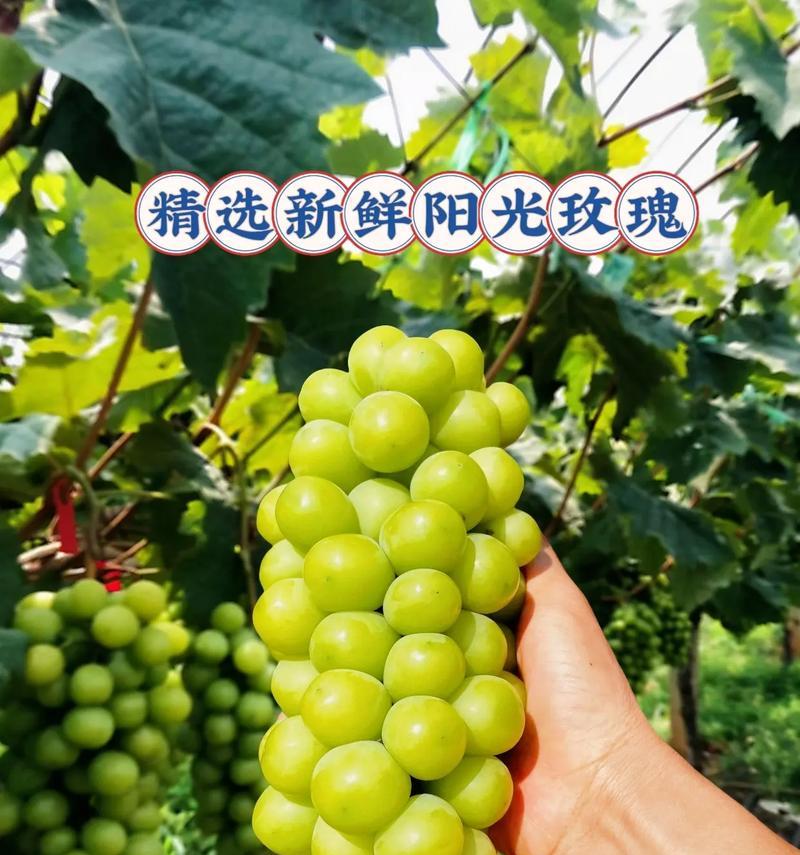 阳光与玫瑰花共同象征着什么？