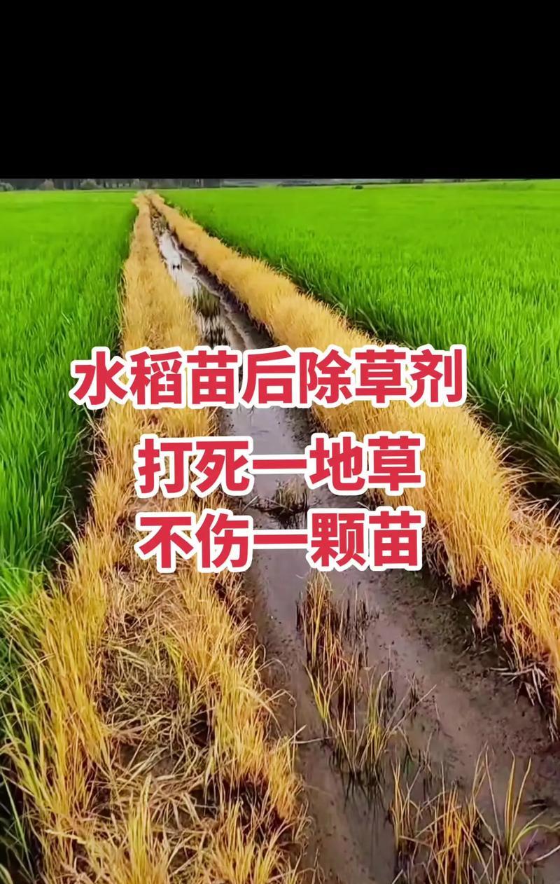 水稻除草的新方向是什么？新方向对农业有何影响？