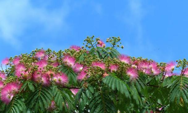 有迎新寓意的花卉名字有哪些？哪些花卉象征着新的开始？