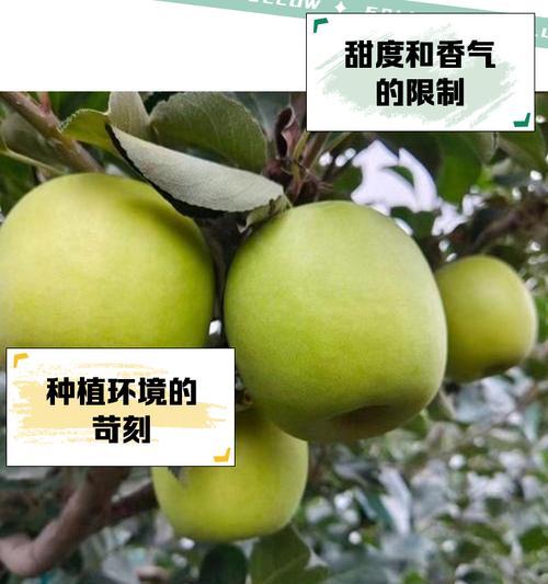 苹果和雪花组合的寓意是什么？这种搭配有何象征意义？