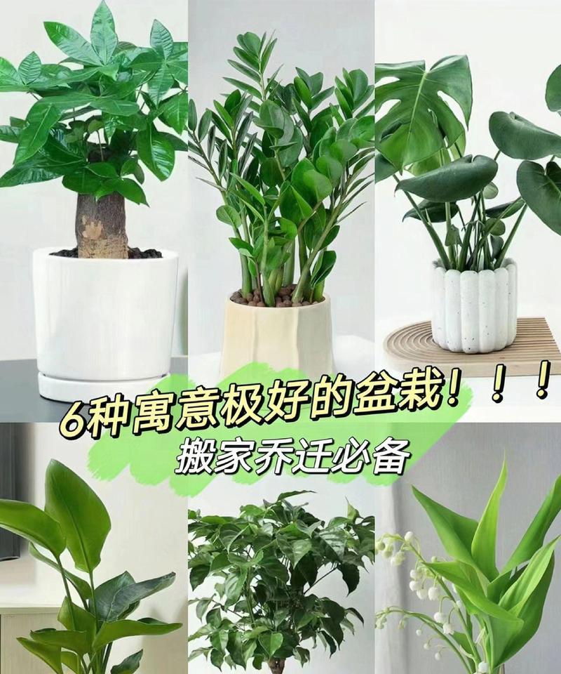 搬新家时哪种植物最受欢迎？