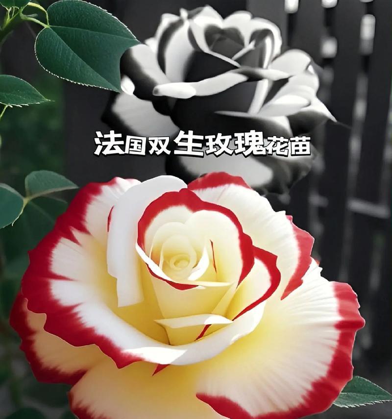 双色丝带玫瑰52朵的含义是什么？送52朵玫瑰花有何特殊意义？