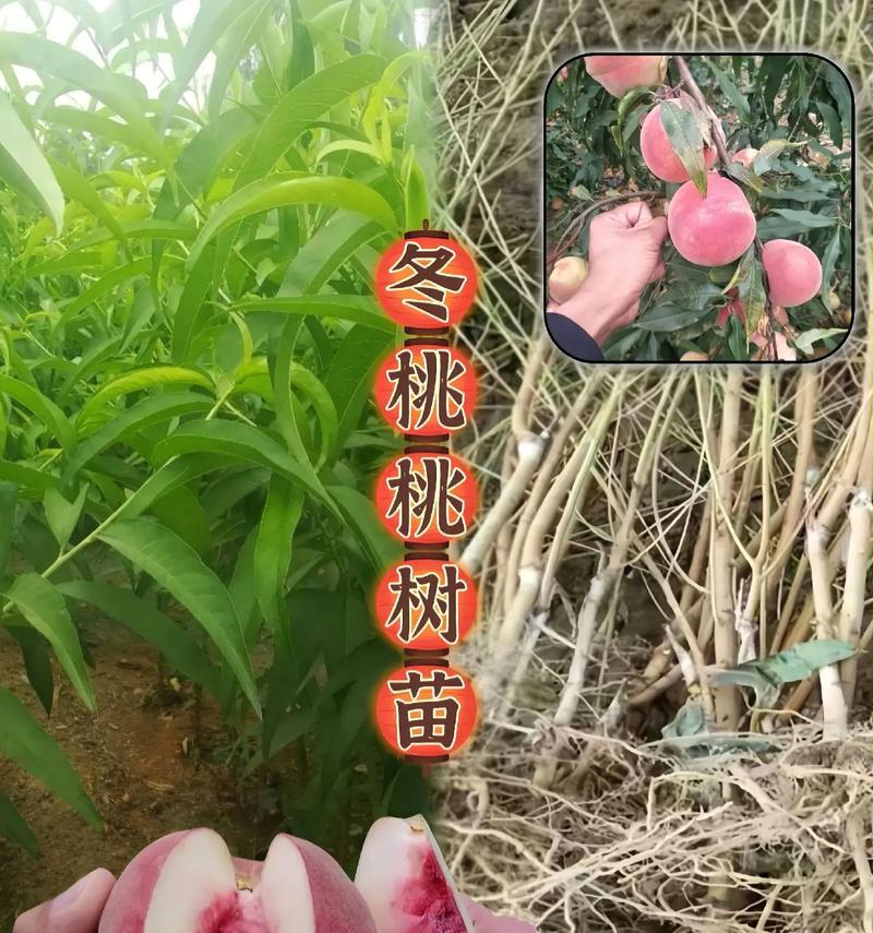 桃树爆芽预示着什么？春季管理桃树有哪些要点？