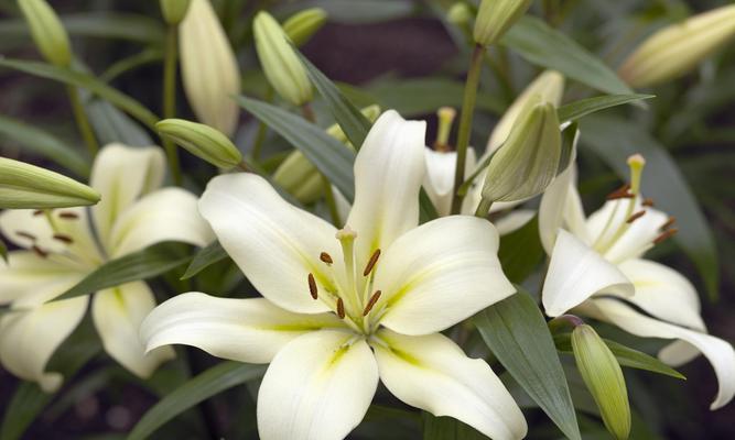 百合花的寓意是什么？不同颜色的百合花有何区别？