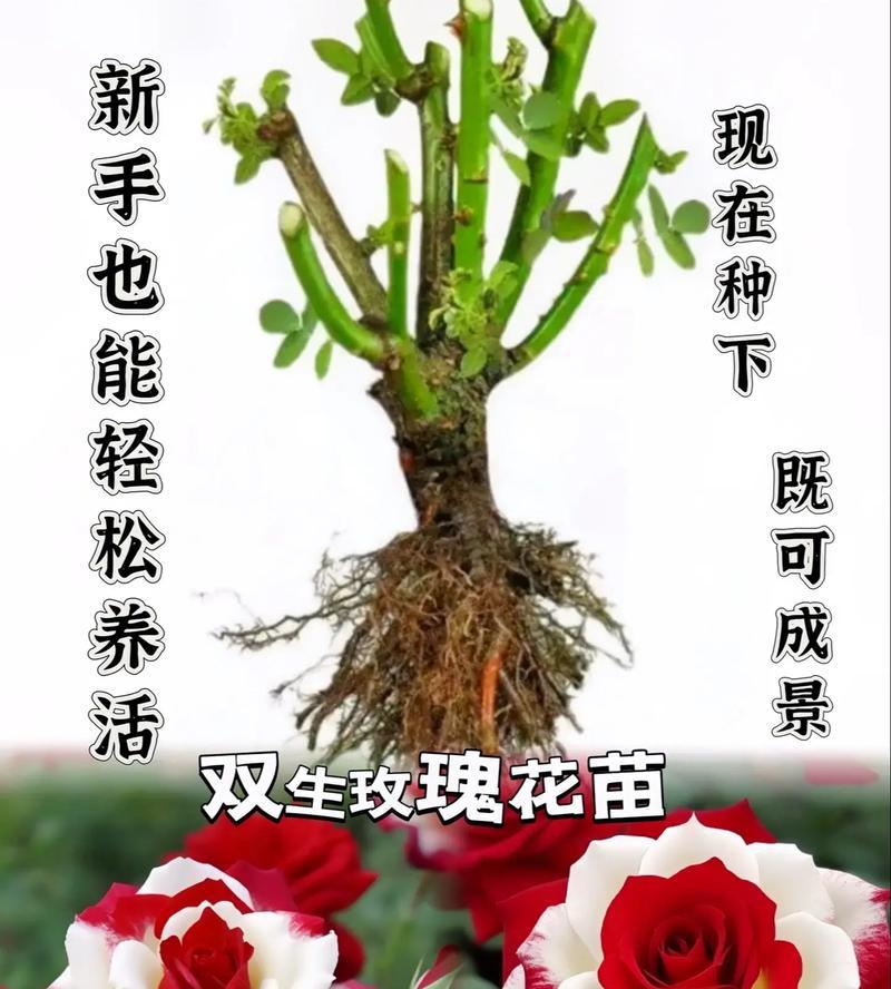 女生送男生大量玫瑰花有何含义？玫瑰花在男女关系中的象征是什么？