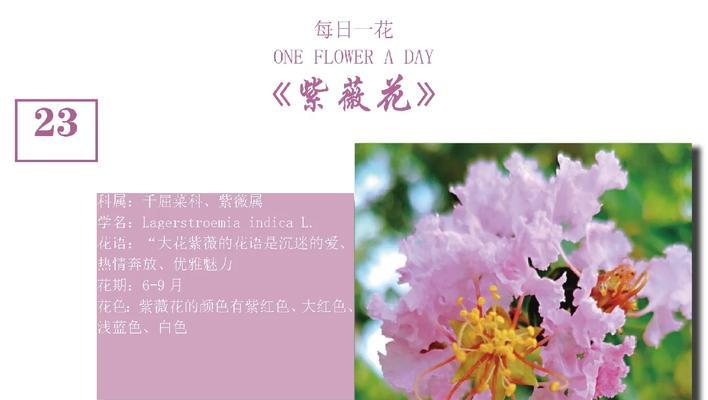 跑车里玫瑰花代表什么？紫薇花的花语又是什么？